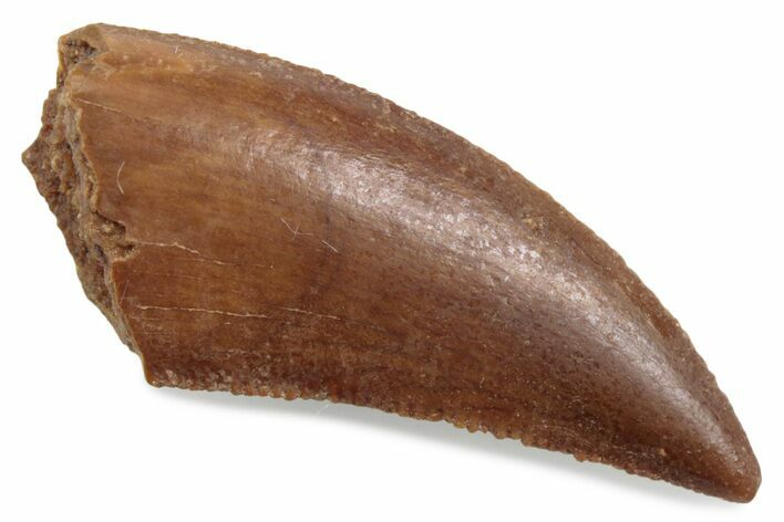 Serrated Raptor Tooth - Real Dinosaur Tooth #376453
